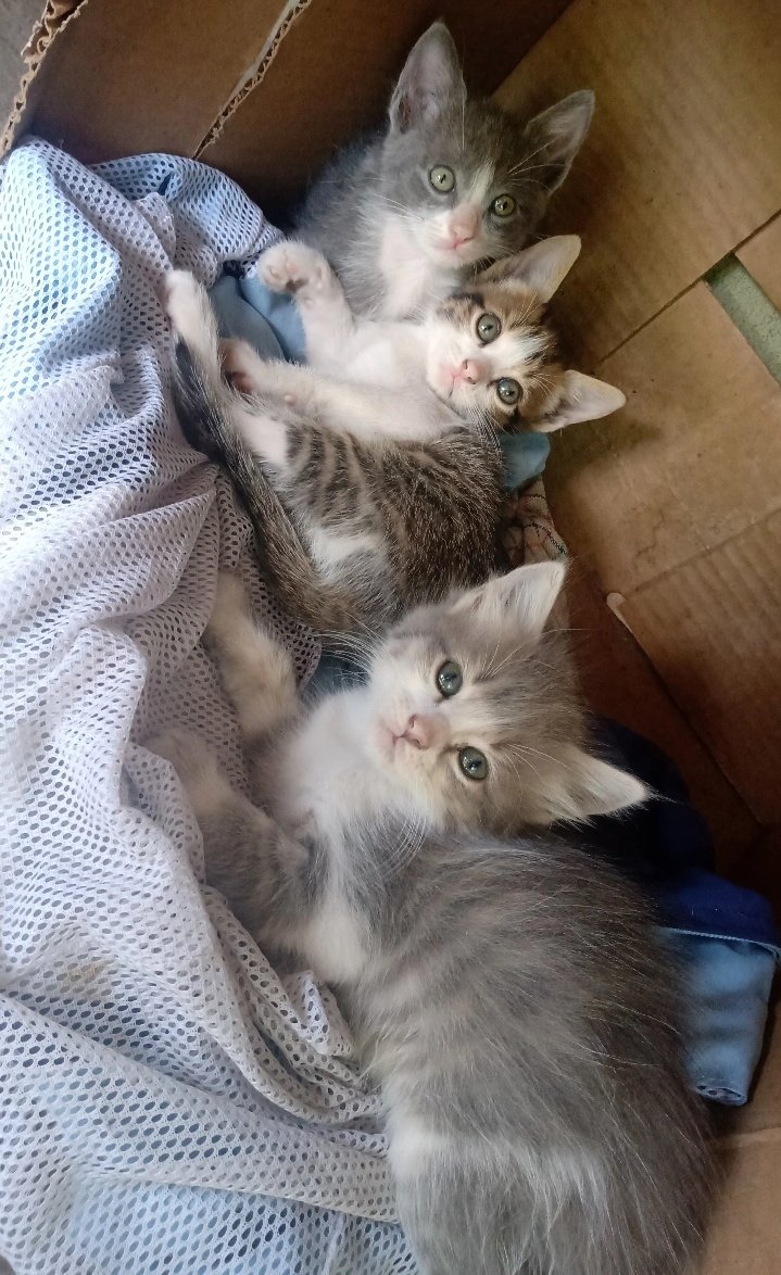 Por favor me ayudan a buscarle un hogar a estos bebecitos? Están desparacitados y tienen 45 días. Los gatunos y yo se lo agradeceremos si RT. Gracias 😻🙏🏻.

Son super cariñosos y juguetones ❣️🤭