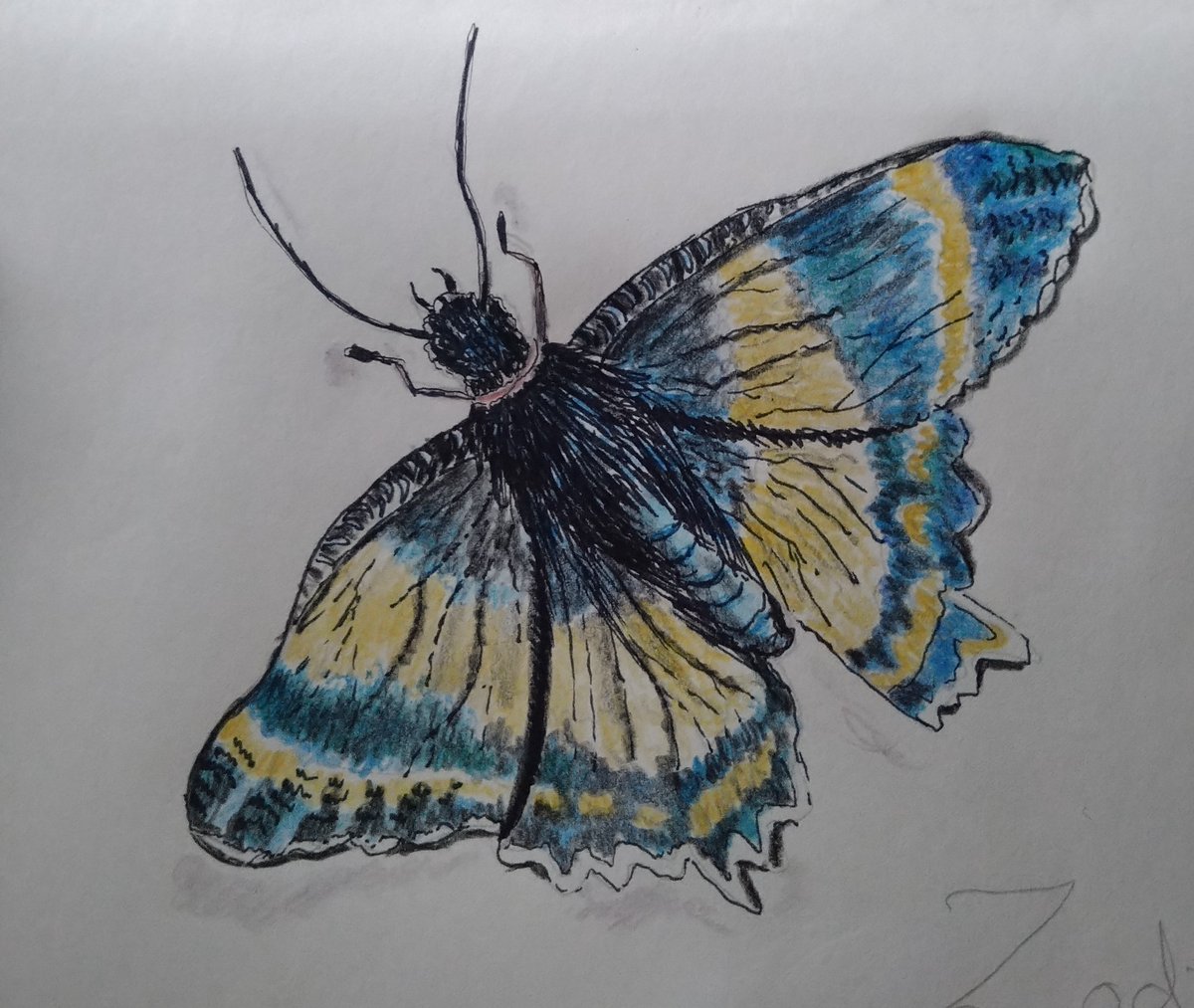 artyreg77's tweet photo. #WhyDoYouFollowMe #ArtistOnTwitter #animals #wildlife #INK hopefully you enjoy my journey xx ❤️🥰🤗 https://t.co/7UuxbJnTZ6
