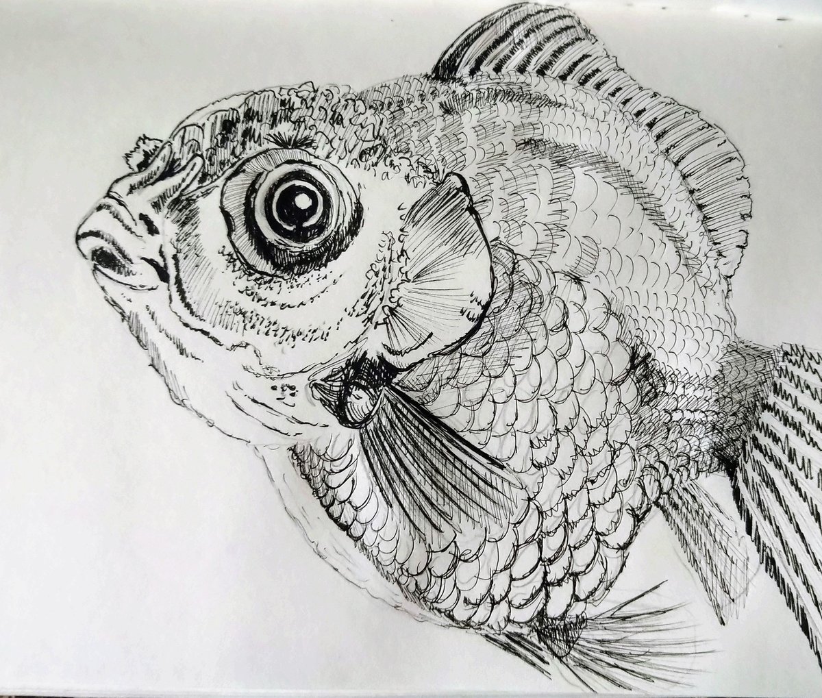 artyreg77's tweet photo. #WhyDoYouFollowMe #ArtistOnTwitter #animals #wildlife #INK hopefully you enjoy my journey xx ❤️🥰🤗 https://t.co/7UuxbJnTZ6