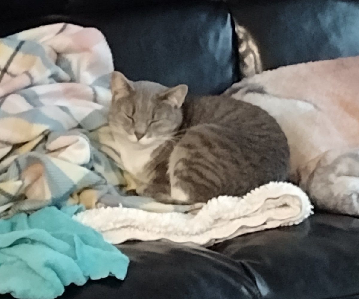 CagleCats's tweet photo. These levels of Squeesh can't possibly be within regulation https://t.co/AUyI21sRYK
