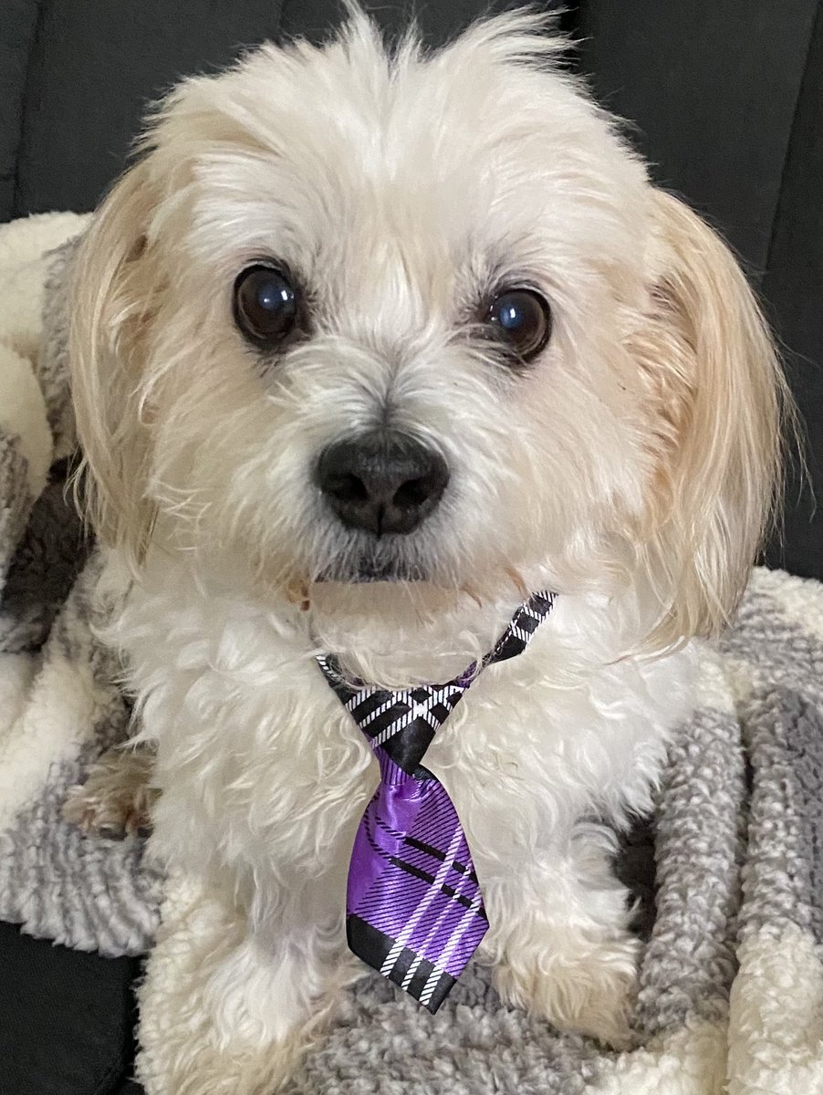 This little guy had a rough week but he is glad to be showing off his new purple tie for #WPCD #PancreaticCancerAwarenessMonth