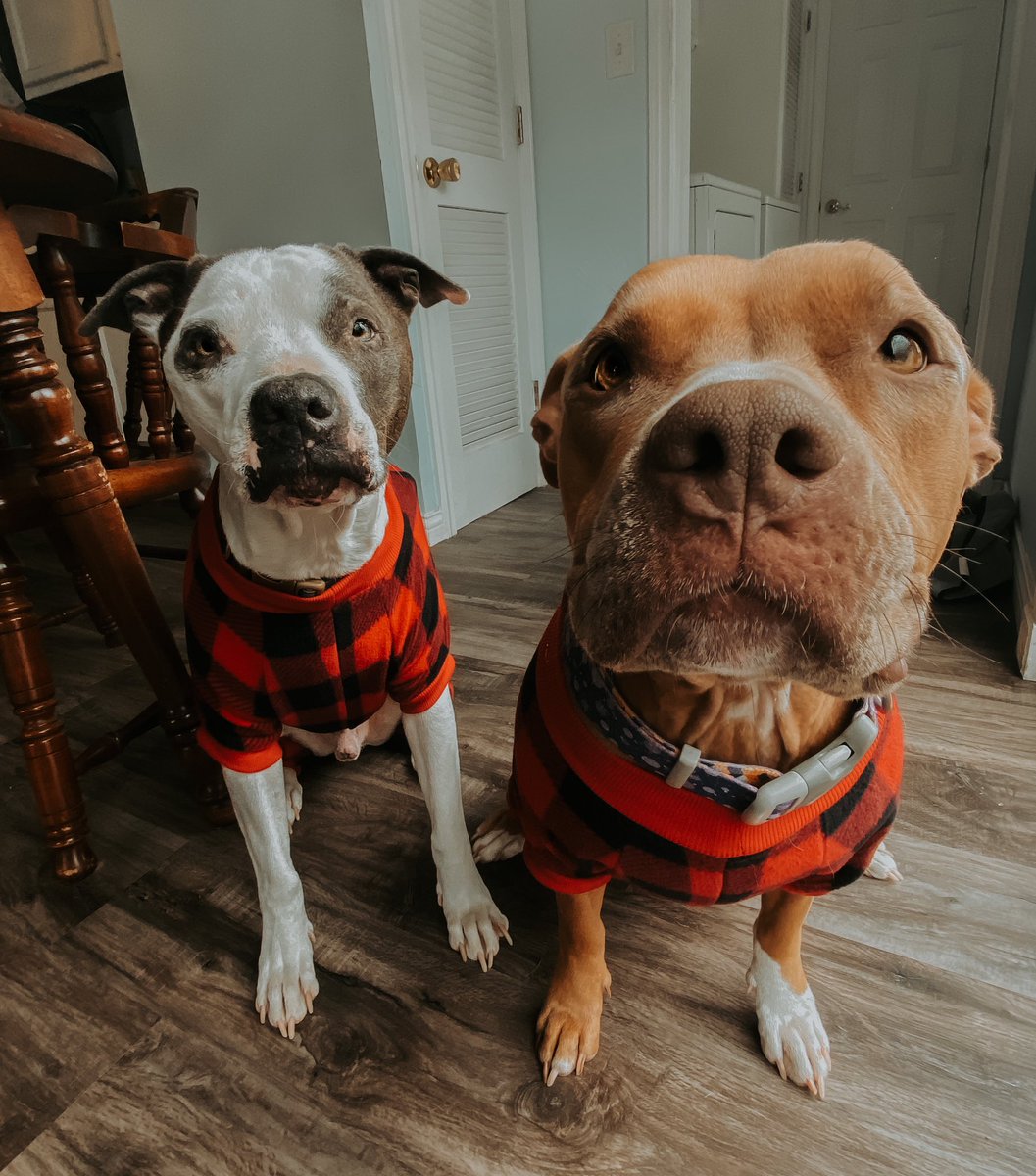 thebixlerbunch's tweet photo. Comfy &amp; cozy are we! 🧣 #flannel #pitties https://t.co/Wbo2qTNG2y