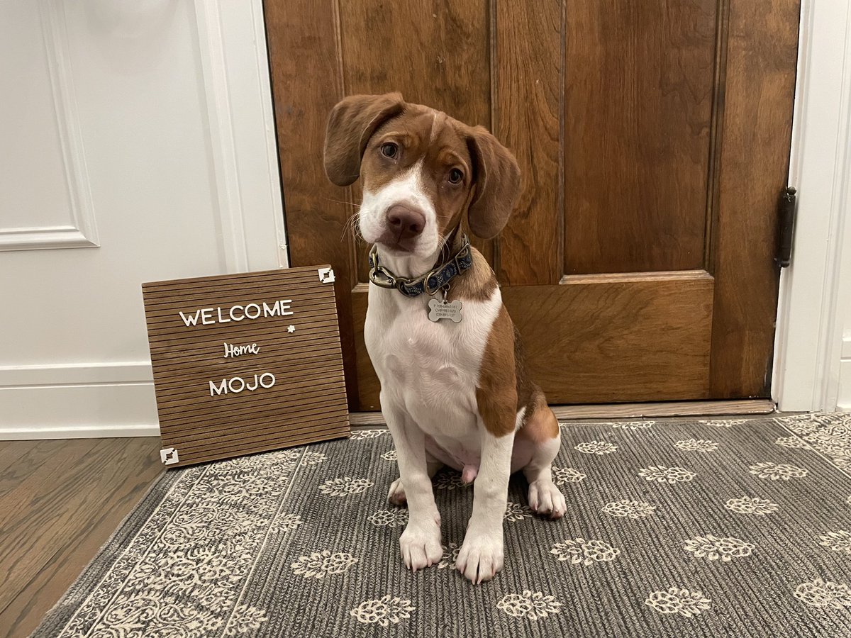 dstrom3's tweet photo. Yes, we have met Mojo and we love him in our home ❤️ @PAWSChicago https://t.co/Vkg6HKXx5Y