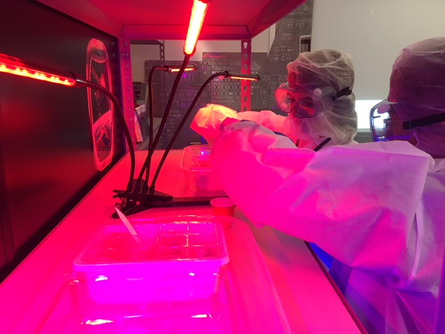 kseale_tech's tweet photo. Flight &amp; Space students🪐@oakhillslions learn about the most effective light-color for growing plants for future deep space missions.  Teams selected their vegetables🌶️🥬, researched lighting solutions &amp; planted seeds in our Space Station Green House. @texaspltw @NASAEducation👏 https://t.co/hlY0rGsJyB