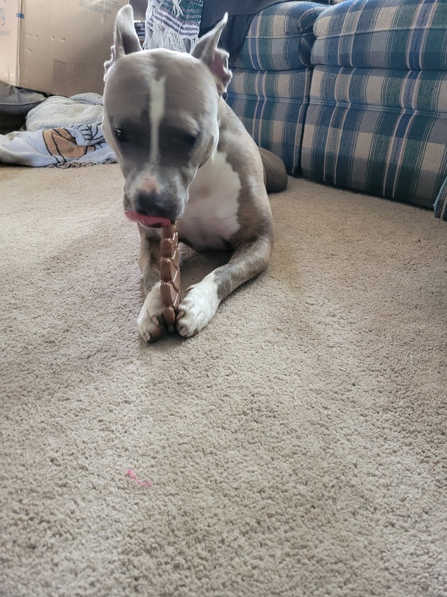 DoxRyan's tweet photo. Yo huge shoutout to @bullymake for sending Nyx this awesome box of treats and toys! She absolutely loves them. 
#Pitbull #DogsofTwittter #Bullymake #ad https://t.co/SyvvftWL69