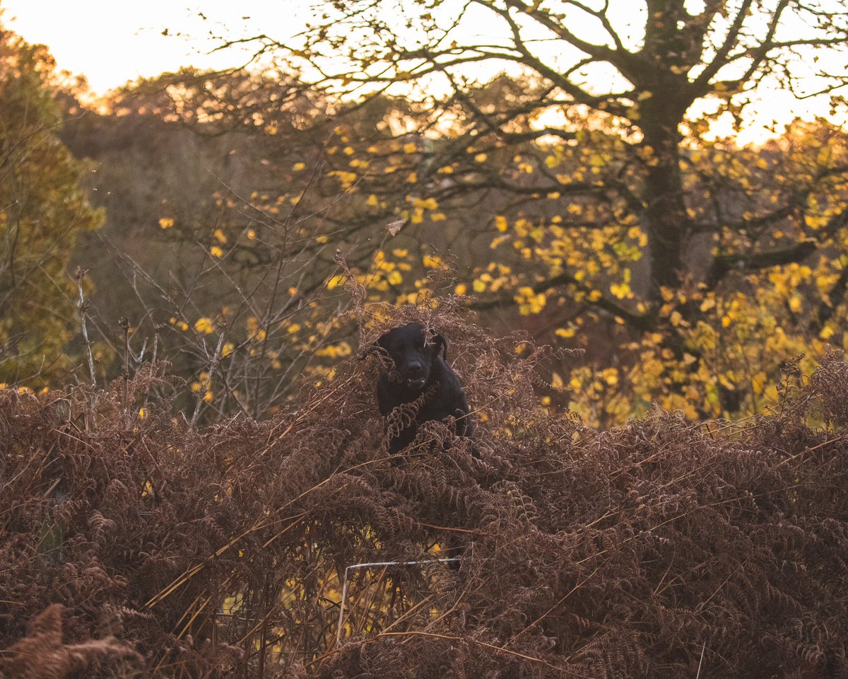lurcherwork's tweet photo. #labrador #labradorretriever #workingdog #gundog #blacklab #birddog #blacklabrador #workinglab https://t.co/ilGaKnHTGx
