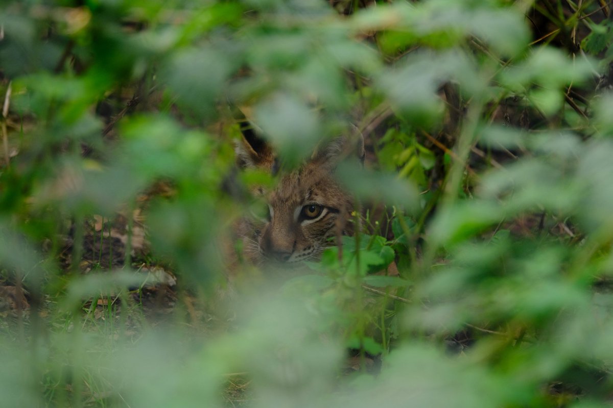 CodeAndroid1's tweet image. Baby Lynx #xf50140