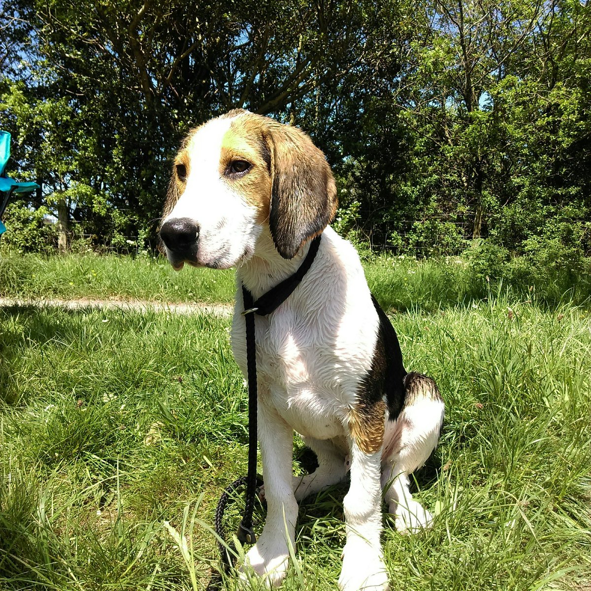 BaldyDavitt's tweet photo. Have a #hound puppy
#fellhound https://t.co/7Oia0v4KzK