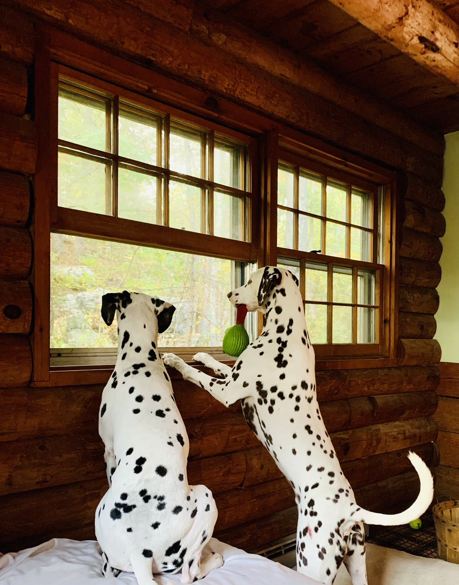 SeahorseInn's tweet photo. My boys are two today! #dogs #dogsoftwitter #dogslife https://t.co/unXxO2wGtT