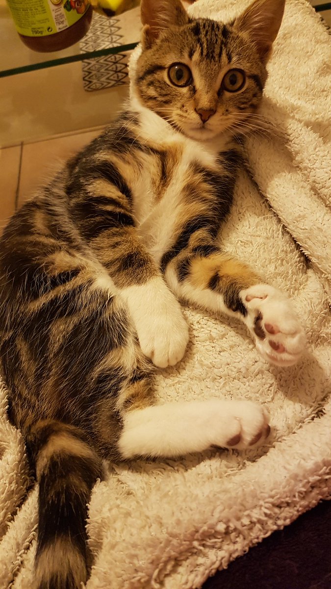 Serinityfr's tweet photo. Petit séance de mon SOYA 7 ans recueilli dans la rue à l'âge de 3 jours et de Nikita nee en juin environ car recueilli à l'âge de même pas 3 semaines par une dame qui la trouver au bord d'une route à la campagne.#stopabandon #stériliser  #soutiensprotectiondesanimaux  #Chatdesrue https://t.co/t0Xel66fYo
