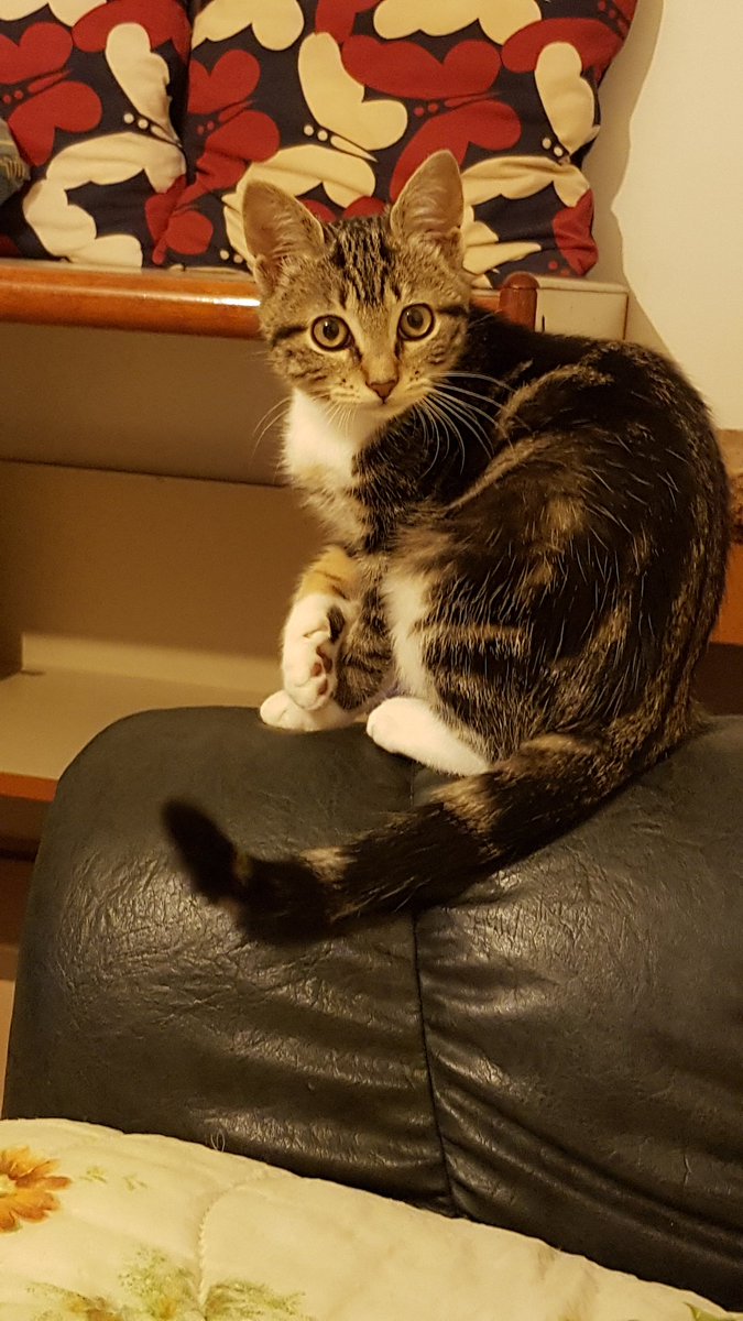 Serinityfr's tweet photo. Petit séance de mon SOYA 7 ans recueilli dans la rue à l'âge de 3 jours et de Nikita nee en juin environ car recueilli à l'âge de même pas 3 semaines par une dame qui la trouver au bord d'une route à la campagne.#stopabandon #stériliser  #soutiensprotectiondesanimaux  #Chatdesrue https://t.co/t0Xel66fYo