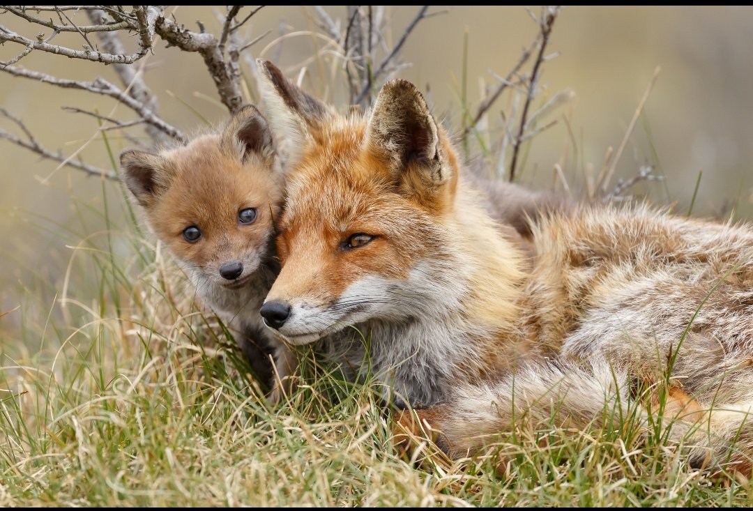 Let's make it impossible for the <a href="/nationaltrust/">National Trust</a> to ignore this tweet. 

If you agree the National Trust should permanently end all "trail hunting" (fox hunting) on their land then RT and LIKE this post.

Earlier today <a href="/NatResWales/">Cyfoeth Naturiol Cymru | Natural Resources Wales</a> banned the hunts, it's time the NT did the same.