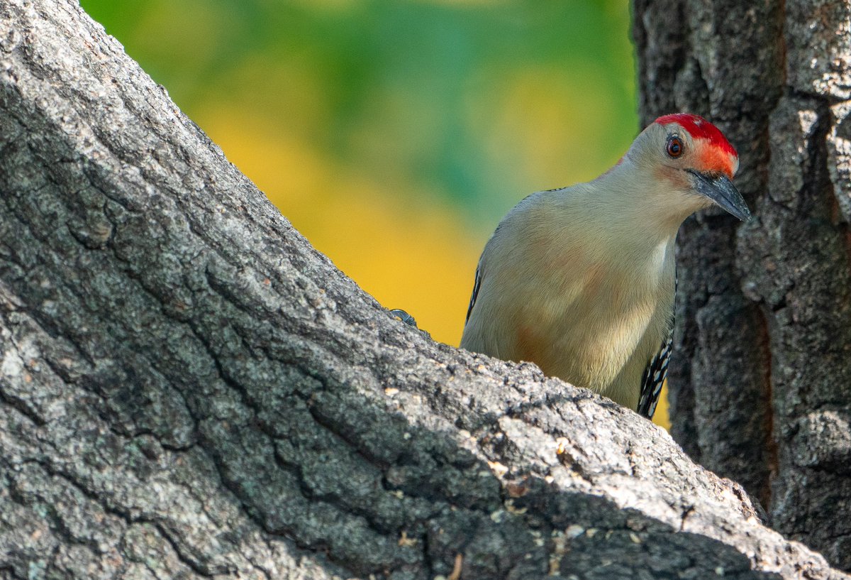 Hello handsome Red-bellied woodpecker!!!! Nice seeing you today 11.18.21 at the North Meadow, Central Park.
#birdcpp #redbelliedwoodpecker #birds #birding #wildlife #CentralPark