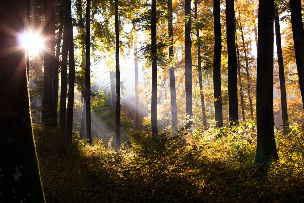 ACIM_YouTube's tweet photo. "The light that belongs to you is the light of joy." A Course in Miracles https://t.co/FAVS4vZDF1.1

#ACIM #ACourseinMiracles #DavidHoffmeister #LivingMiracles #mindawakening #trust  #light #life #enlightenment #spiritual #nonduality #freedom #awakening #awakenings #love #jesus https://t.co/G3F9BAKCeC