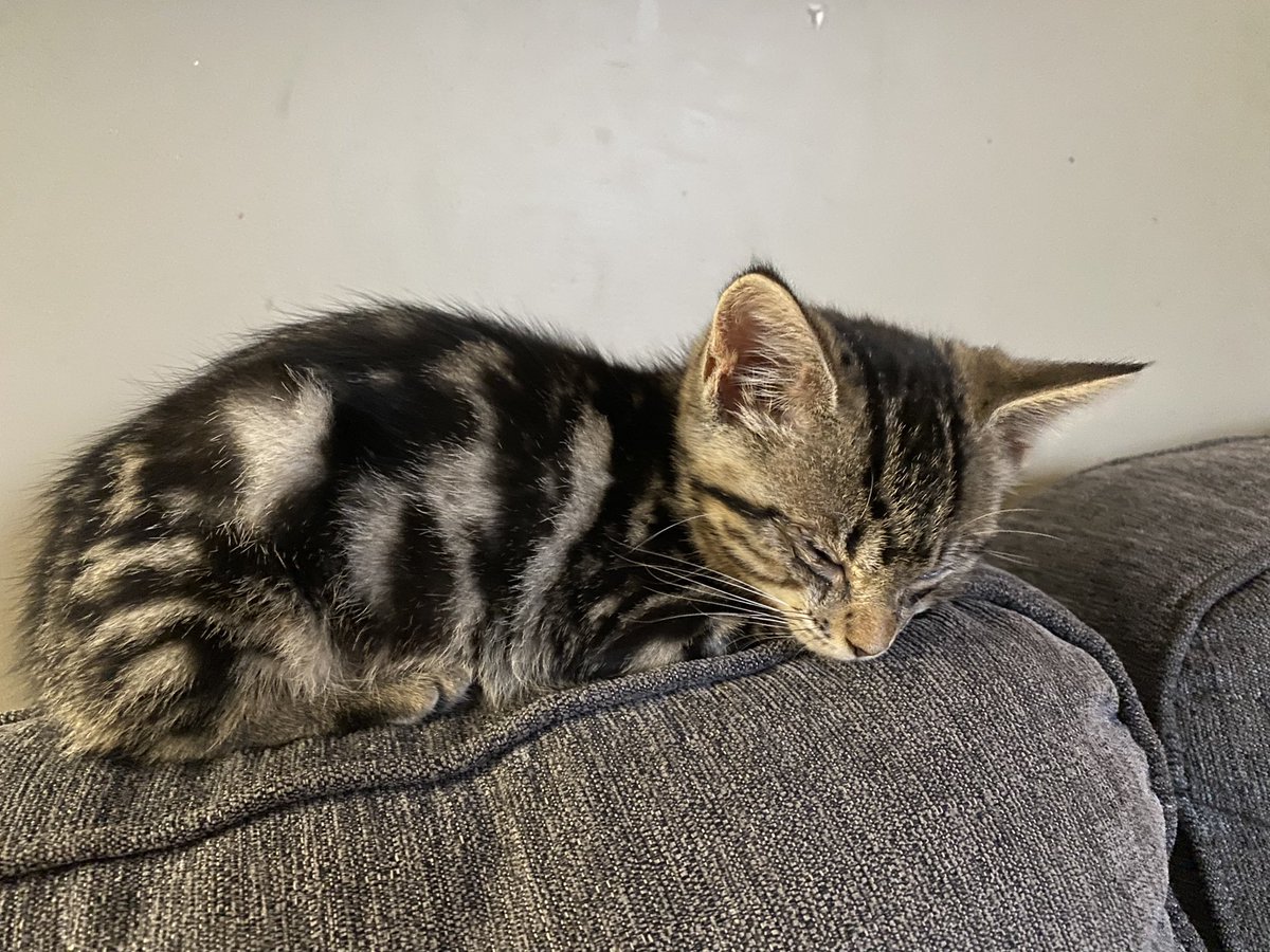 JcampbeJen's tweet photo. @petersmithca we have your kittens sister. https://t.co/XoPFDcGyyu