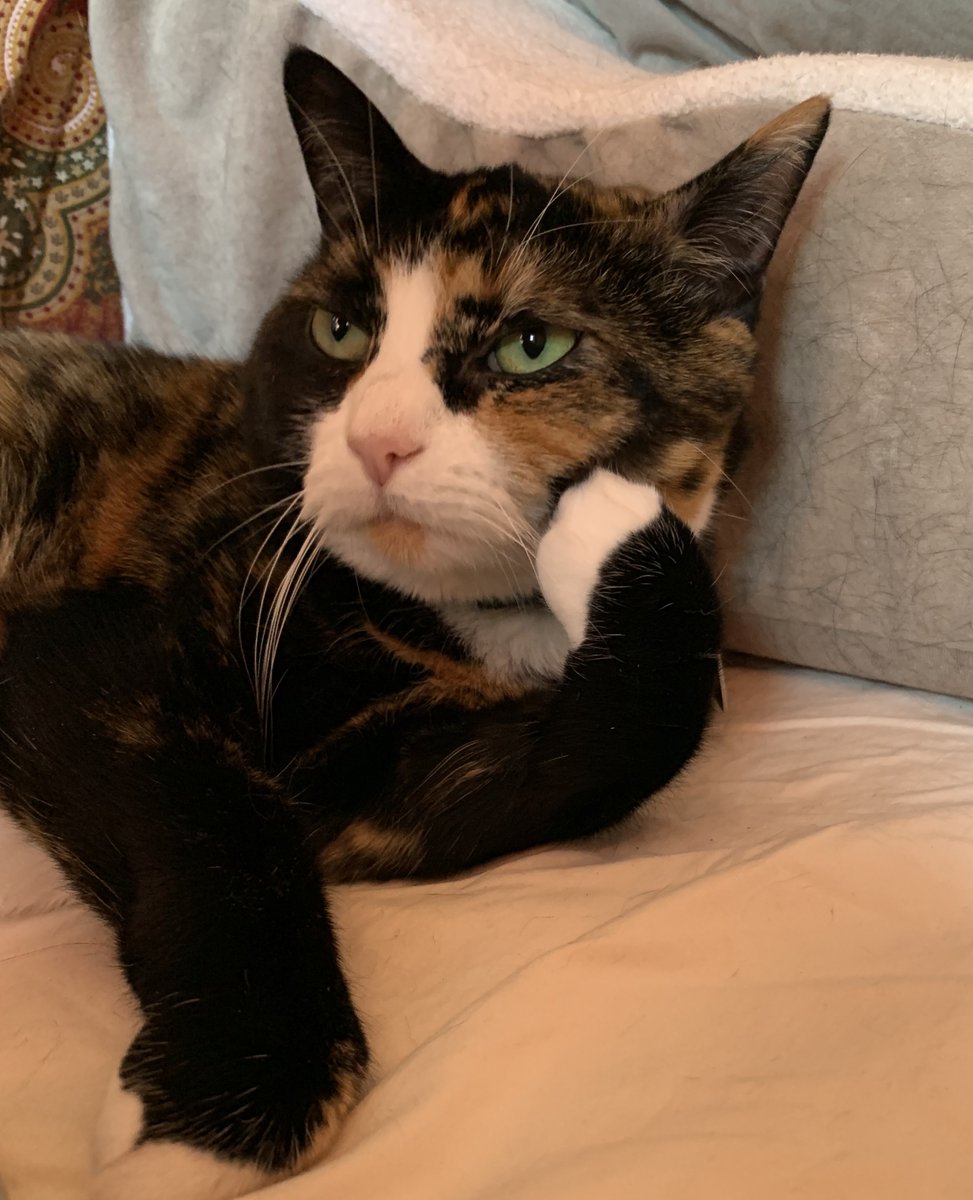 Phil Calvert tweet media