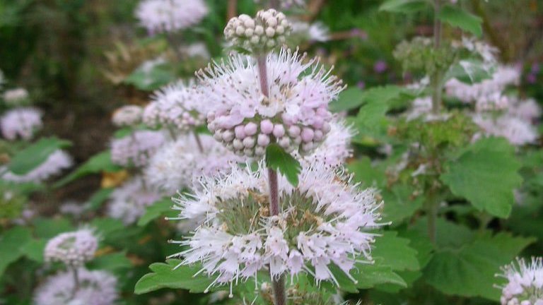 tanosiisupi_bot's tweet photo. Thanks to the Creator, with natural courage, I have succeeded in letting my own flower bloom.

創造主のお陰で、自然なる勇気のもと私は、自分という花を咲かせる事に成功しました。
#GodGiven #天与
https://t.co/IEHK9Trbf4