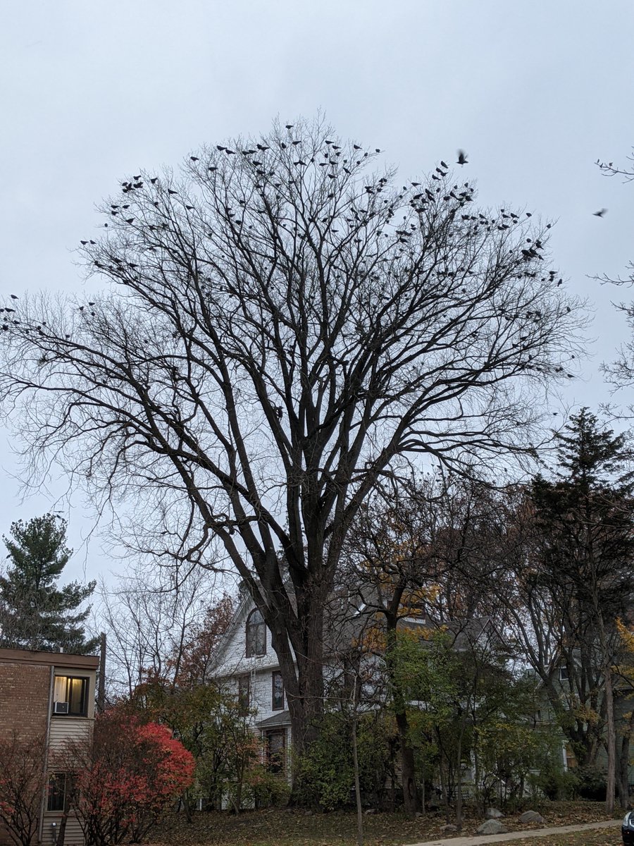a2crows tweet picture