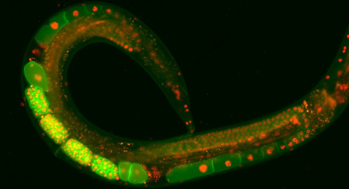 Monash Biomedicine Discovery Institute (@monashbdi) on Twitter photo Research led by BDI's <a href="/RogerPocockMelb/">Prof. Roger Pocock π³οΈβππ¬now @rogerdjp.bsky.soci</a> has identified a protein that coordinates communication between the germline & the rest of the body - required for germ cells to divide correctly to generate offspring. Published in <a href="/NatureComms/">Nature Communications</a>. Thread π & read more bit.ly/3oKlkuC Research led by BDI's <a href="/RogerPocockMelb/">Prof. Roger Pocock π³οΈβππ¬now @rogerdjp.bsky.soci</a> has identified a protein that coordinates communication between the germline & the rest of the body - required for germ cells to divide correctly to generate offspring. Published in <a href="/NatureComms/">Nature Communications</a>. Thread π & read more bit.ly/3oKlkuC