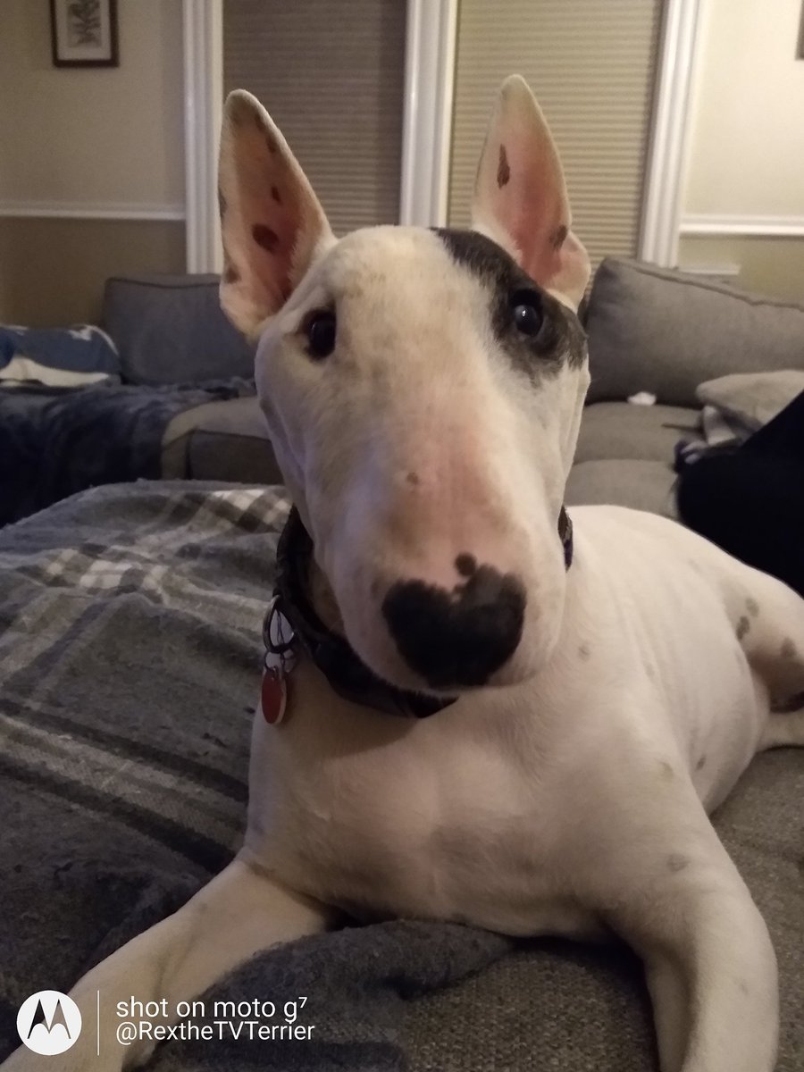 rexthetvterrier's tweet photo. Ok, I don't know much about this technology stuff, but I understand the problem is fixed with the donation buttons. If you can clear your cache and browser and reload, it should be working.
#techishard
#sticksareeasy
#thanksforyourpatience https://t.co/lUpTNbM0Ir
