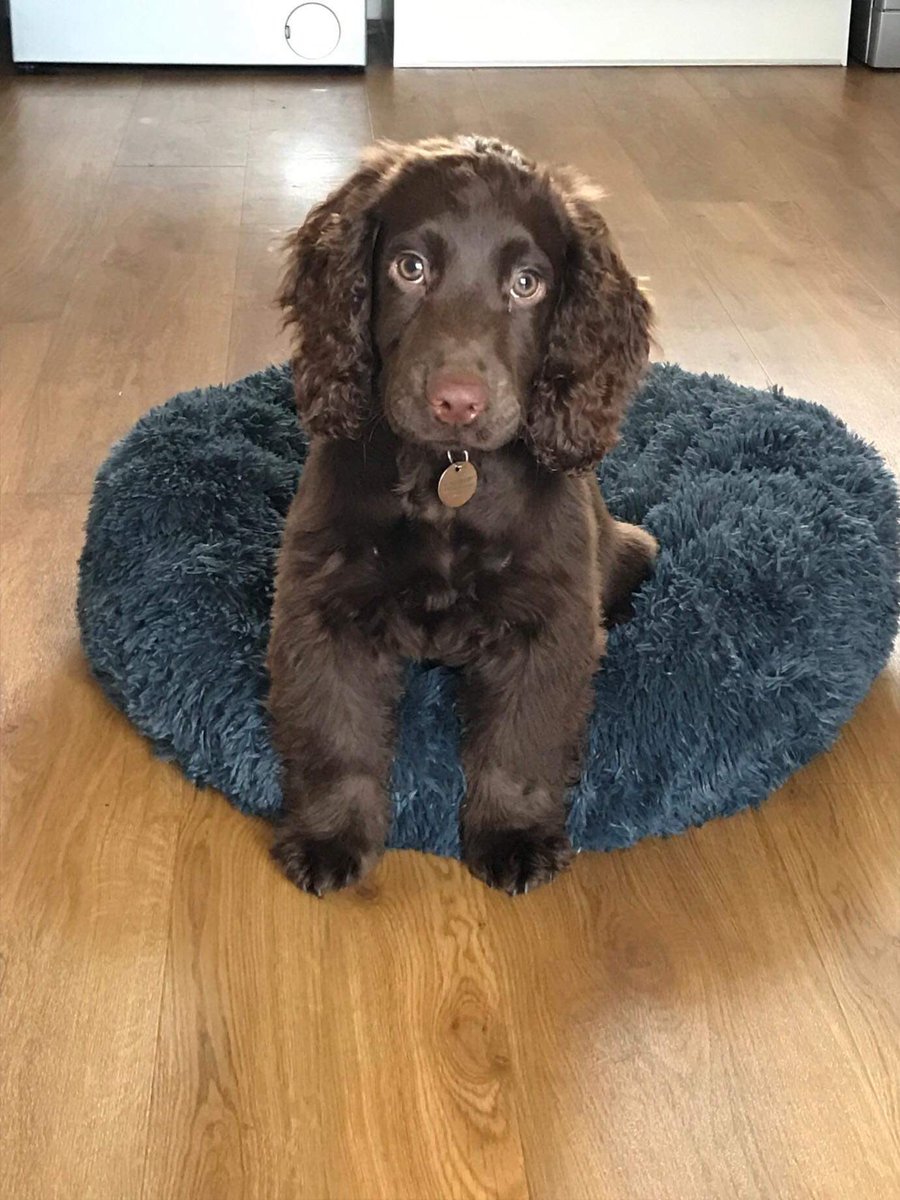 SpanielAidUK tweet picture