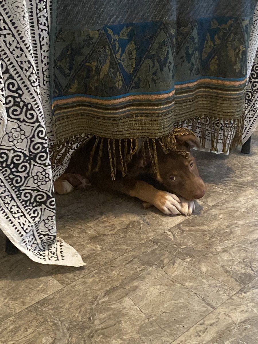 SabbySamuel's tweet photo. This pup is up for adoption. I’m her publicist, hopefully we can get her the cover of @RollingStone … or just a great family. 

https://t.co/ShwHVmoAxZ

@LCkua @RealTalkRJ @tailblazerspets #dogadoption #albertadogs https://t.co/EkhWJAZ9NS