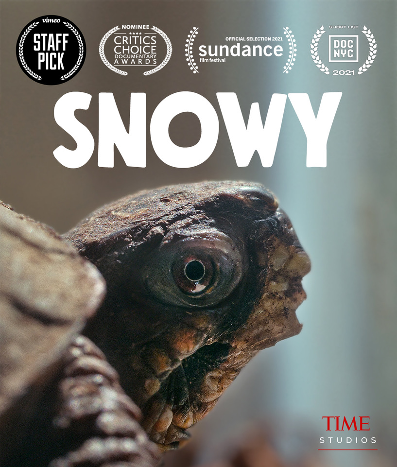 oxfordfilmfest's tweet photo. Our last year's film festival winner of the Best Short Doc Award,  "Snowy"  has now been shown at 79 film festivals and is in the running to get shortlisted for the Oscars!!  CONGRATS!  🥳 You can watch "Snowy" using the link down below
https://t.co/B30ZnYi1Jm https://t.co/Z9HBKzX0YA