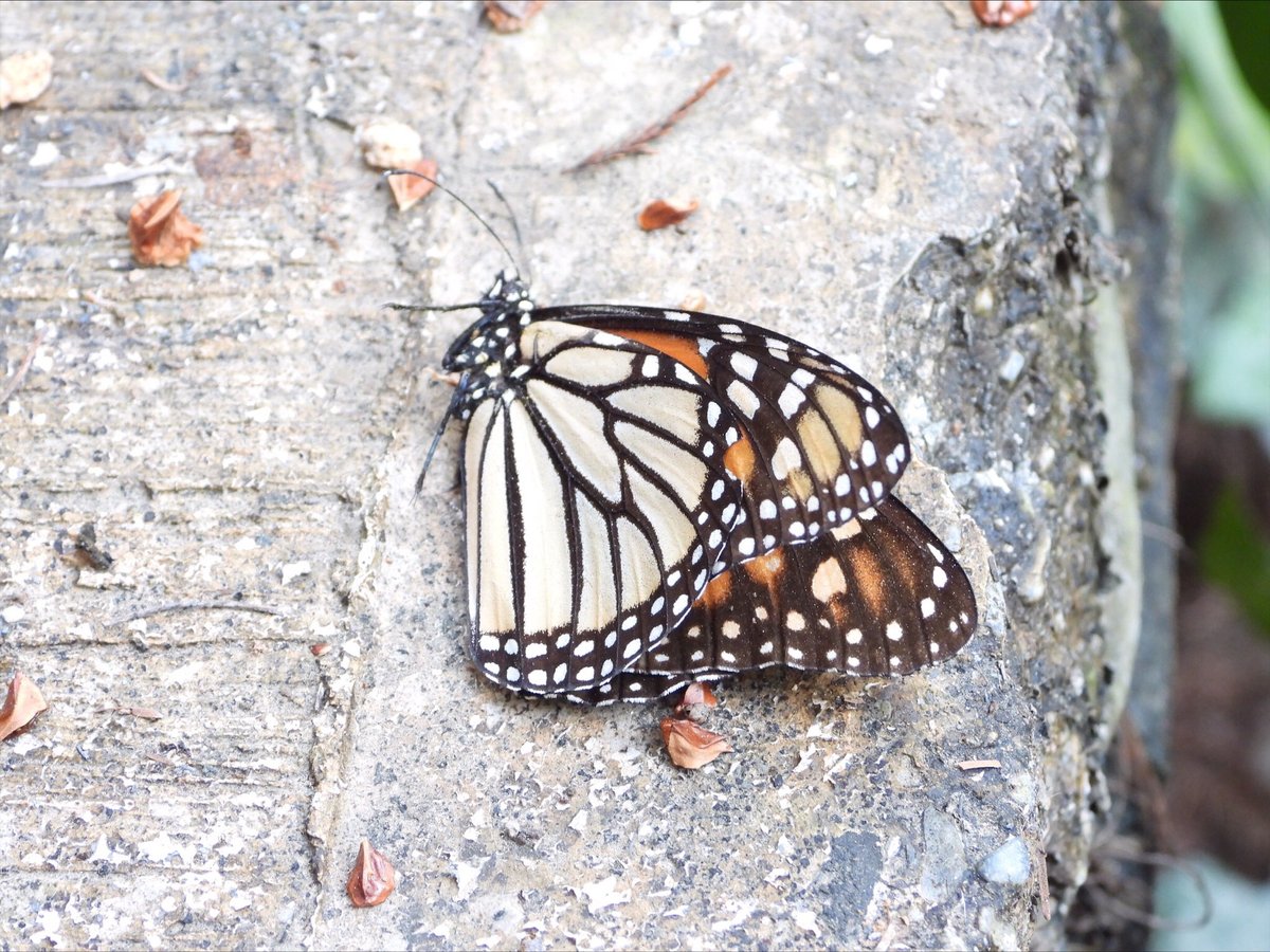 bilingualhappen's tweet photo. #Monarch butterfly found dead after pesticides were pumped via trucks all over Jalpan de Serra, Mexico in an attempt to prevent human cases of dengue.  (Which do not appear to be on the rise given colder temperatures).  Bad governance.  @ForTheMonarchs @monarchwatch @MonarchsJV https://t.co/7clVnzXfRs