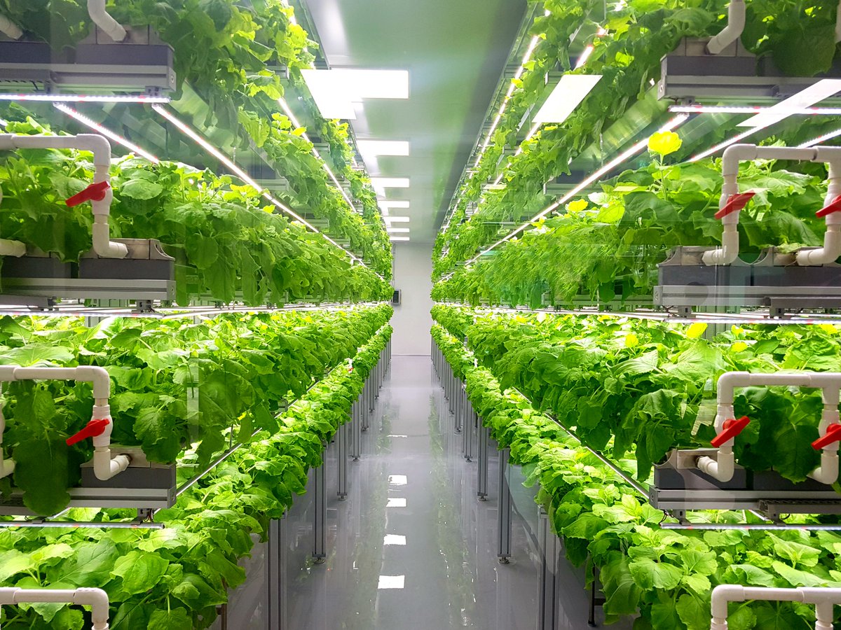 CEPCalgary's tweet image. “The benefit of the indoor farms is.... we are eliminating a lot of the waste that happens in the supply chain but perhaps more importantly we are extending the shelf life of the product” - Ryan Wright @NuLeafFarms 

#CEP #CEPCalgary #sustainability #agriculture