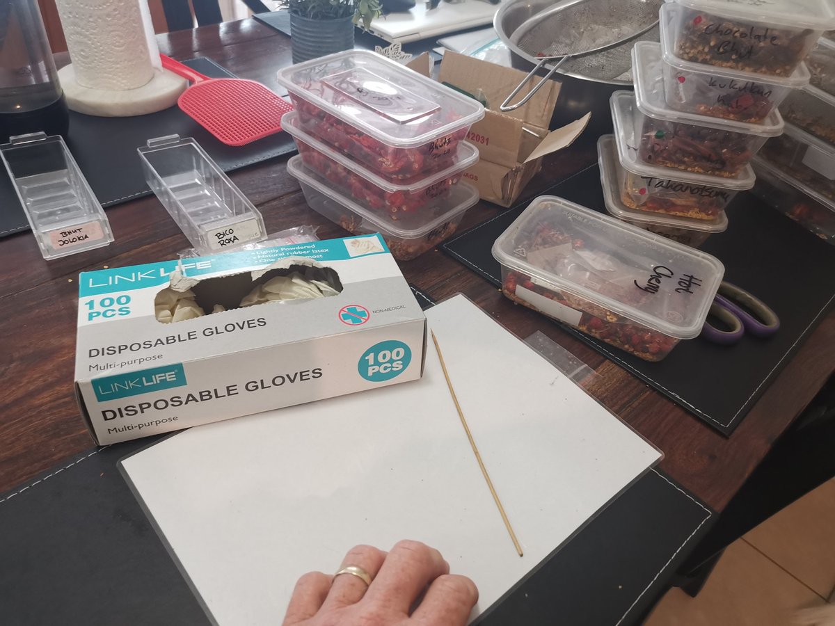 hippyseedco's tweet photo. @n_ff @IanRunkle A few sets of gloves with superhots, I usually wear 3 sets, then as the top set melts, swap it, will still probably burn but not as bad, 9.30am and my face is already burning just processing seeds, job hazard.. Work with chillies and you'll be burnt https://t.co/FxCWDE8rDb