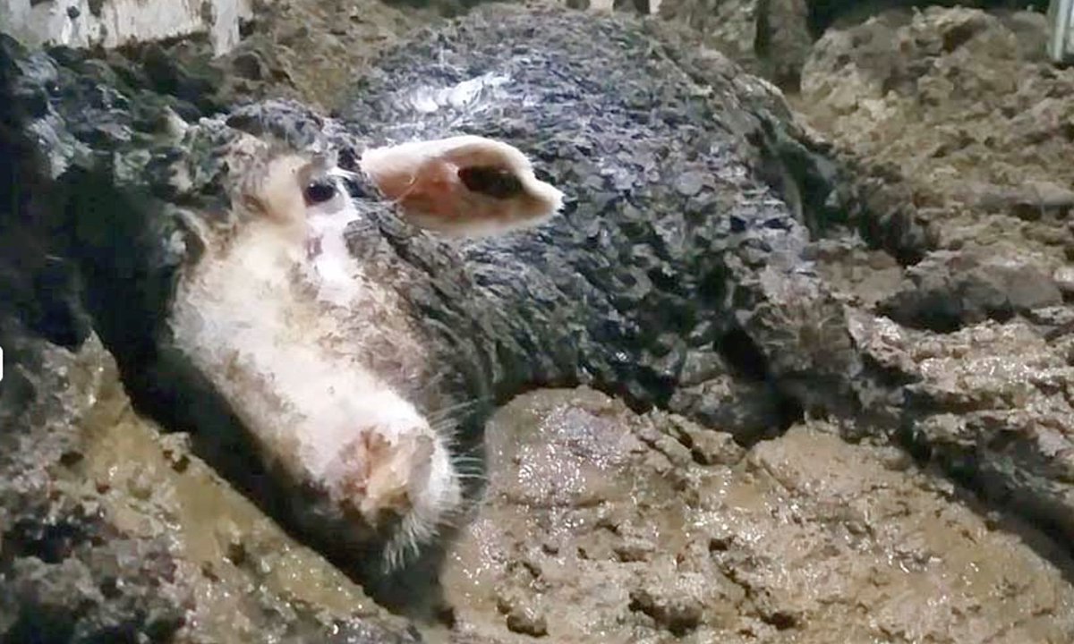 greennomad61's tweet photo. How was your #cruise?๐ข
Everyday thousands of other animals are shipped off to multiple countries ๐โ๐ข
The journey towards death is long & filled with tremendous suffering
No food/water for days
Feces builds up as do pathogens
#EndAnimalAg โก #EndAnimalExport โฌ #GoVegan https://t.co/og1pFPVokO