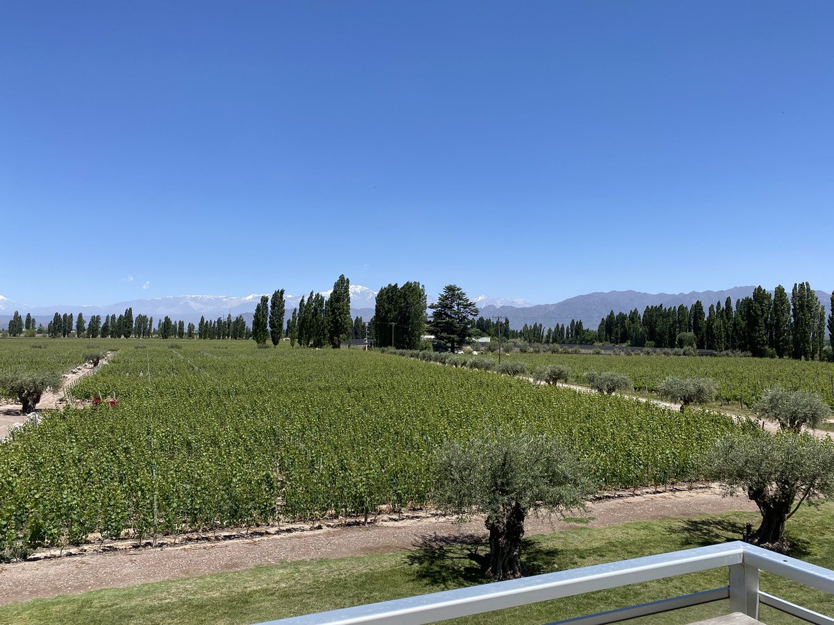 Fantastic visit to <a href="/Matervini/">Bodega Matervini</a> vineyard in Mendoza Argentina with the back drop of the Andes mountains. Beautiful place and sensational world class wines #Argentina #wine