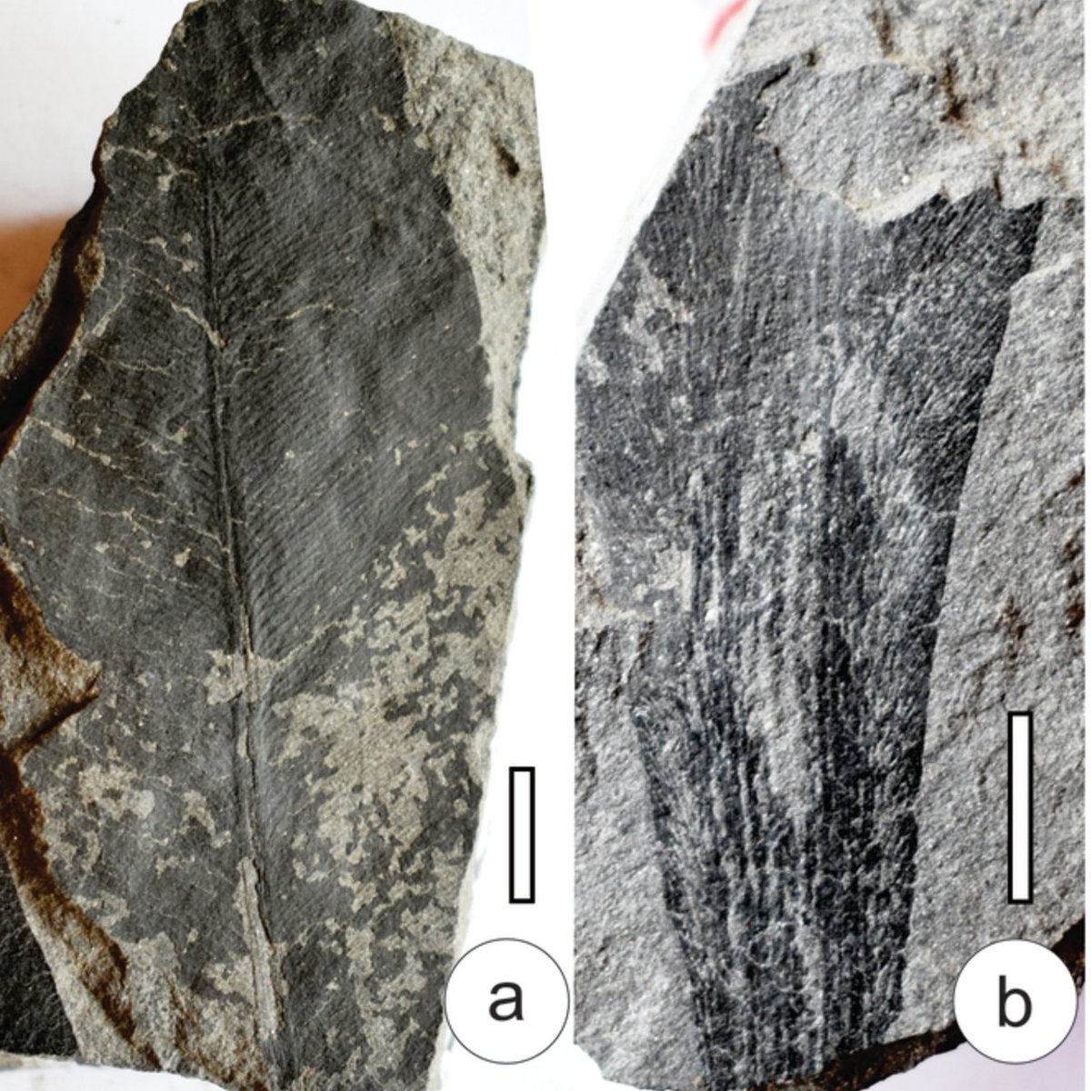 CGoisMarques's tweet photo. Patel & al in press | Lower #Gondwana #megaflora, #palynoflora, and #biomarkers from Jagannath Colliery, Talcher Basin, #Odisha, #India, and its biostratigraphic significance | Geological Journal: https://t.co/EySacEkfVV
#Palaeobotany #Paleobotany https://t.co/gaR6Z53Mz8