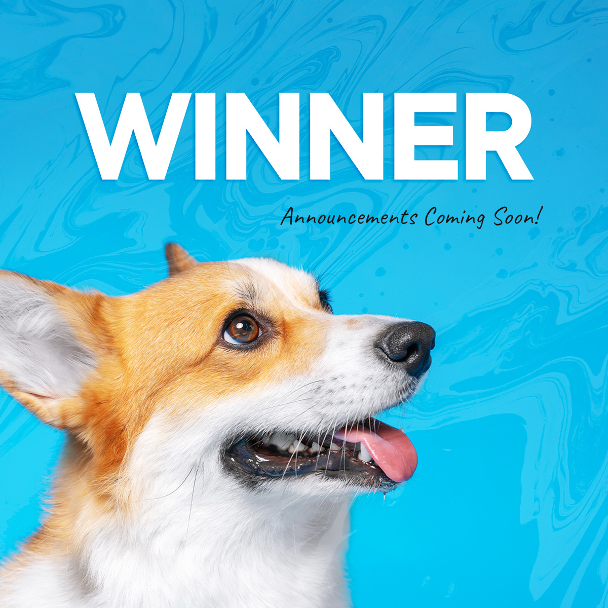 gofindthewhy's tweet photo. Winner Winner Chicken Dinner 😍 And the winners ARE.... yet to be announced. Stay tuned, we promise they're coming soon  😉 😍 https://t.co/tgDWobcXmX