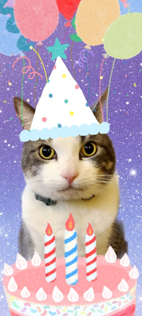 Sylki_Breeze's tweet photo. Happy Bday @sophiadimartino!
#SophWeek Day #4: Cats for Soph

I don't have Cats of my own rn, but this is Moses, the rescue cat that lives at the SNF where I work ~ I would steal him in a 💓 b/c he is so sweet &amp; lovable!
@SophWeek https://t.co/s61rk2rFlj