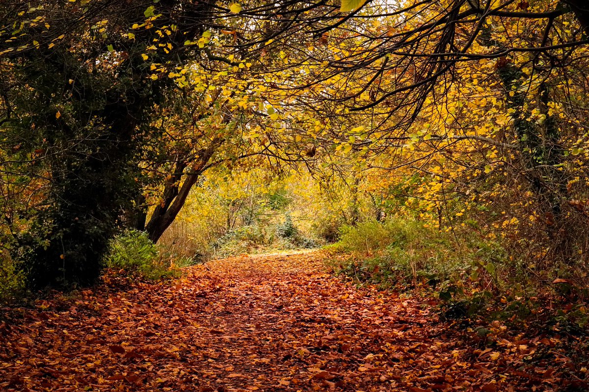 Emma_Meredith's tweet photo. Loving the autumn colours! Praise to @FOAWinfo for their continued hard work supporting such a beautiful space. https://t.co/I4Vg8mZQwW