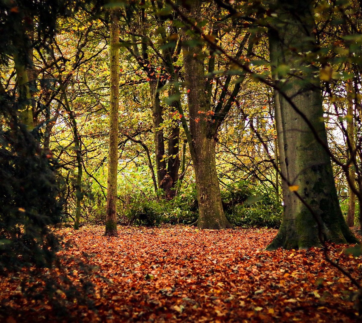 Emma_Meredith's tweet photo. Loving the autumn colours! Praise to @FOAWinfo for their continued hard work supporting such a beautiful space. https://t.co/I4Vg8mZQwW