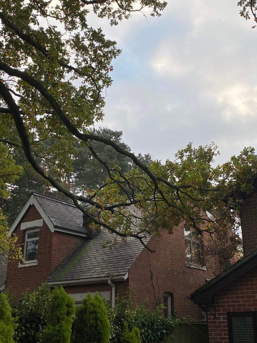 Boreal_Trees's tweet image. Protected Oak in Coventry decided to shed a limb over 2 propertys yesterday , All cleared with no damage ! #Arboriculture #Treeworker #Emergencytreework