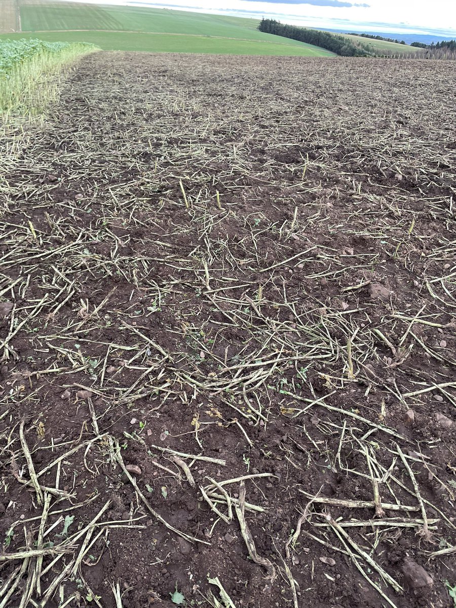 windshielfarm's tweet photo. Cows making a start on fodder crop and it’s travelling very well after a wet October #organicfarming #foddercrop #winteriscoming https://t.co/fRvXNAlE90