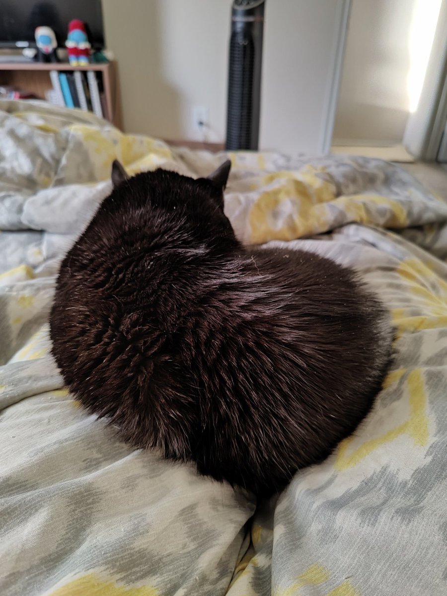 decoyatbest's tweet photo. my esa (emotional support asshole) https://t.co/pu9hiiHwj0