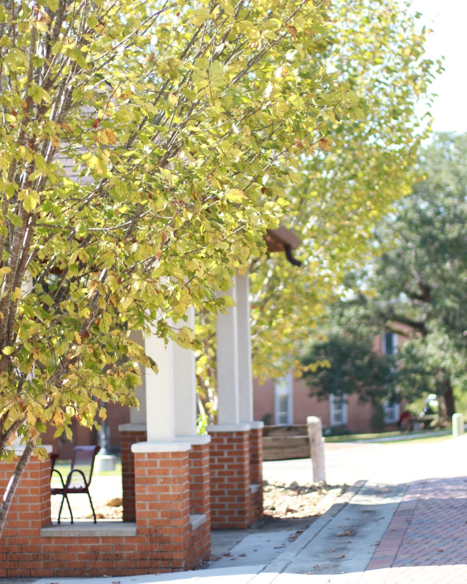JonesCollege_'s tweet photo. Our campus is turning more ⨠golden⨠by the day. Enjoy these views on your last couple days before Thanksgiving break, Bobcats!
#JCFall #JonesBobcats #JonesInOurBones https://t.co/eOOSKCDyaF