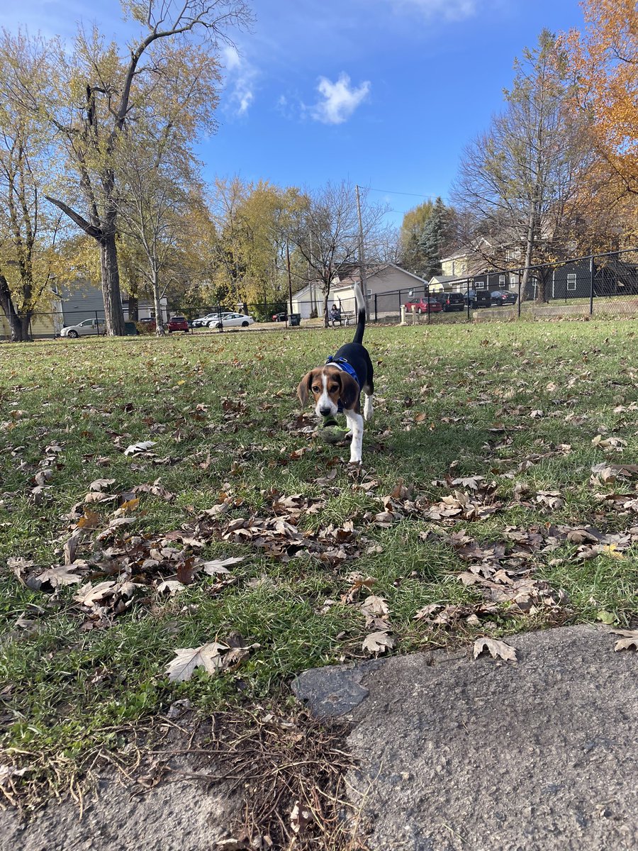 Emi_The_Lou's tweet photo. Got to go to the dog park today AND had a bath, big day for little Winston https://t.co/b9xuOjLNW5