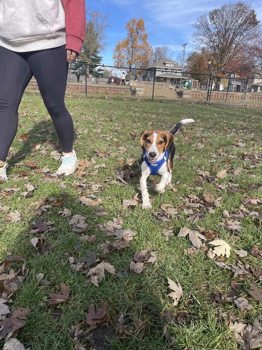 Emi_The_Lou's tweet photo. Got to go to the dog park today AND had a bath, big day for little Winston https://t.co/b9xuOjLNW5