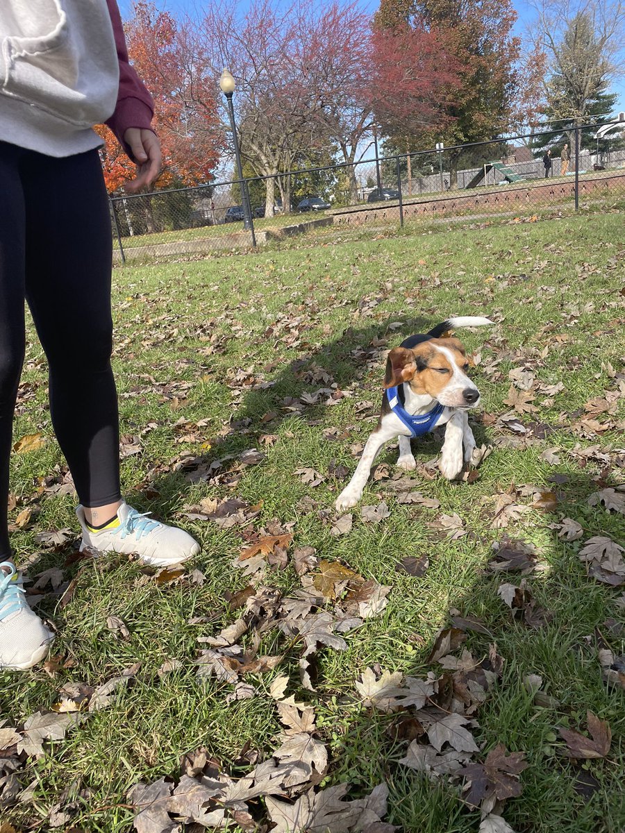 Emi_The_Lou's tweet photo. Got to go to the dog park today AND had a bath, big day for little Winston https://t.co/b9xuOjLNW5