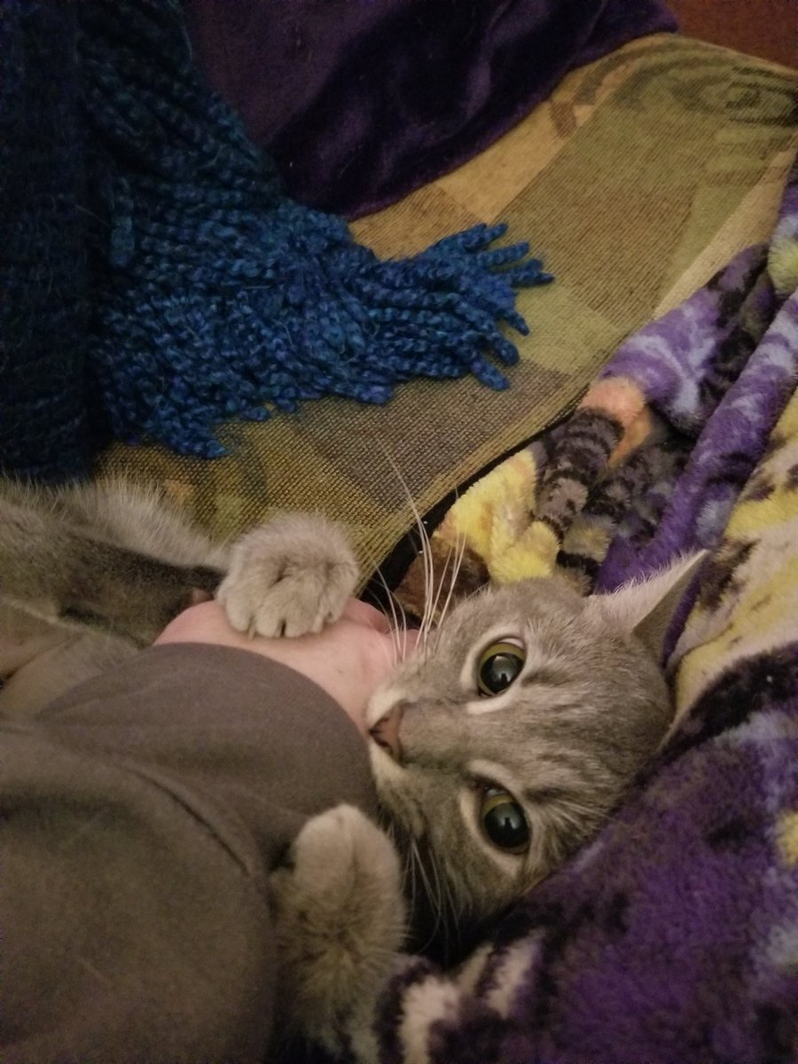 Tasha being the cutest when she's playful! 

#CatsOnTwitter 
#cutiekitty
#onlyslightlypainful