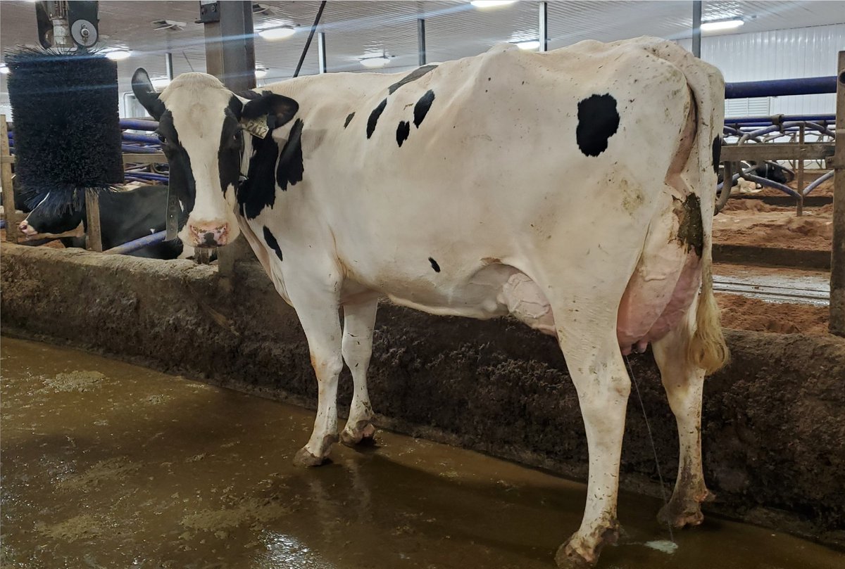 This girl looking at the camera as she heard she went EX-92 on her third calf! Bokma Applicable 2412, highlight of a great day #scoringtheherd with <a href="/HolsteinCanada/">Holstein Canada</a>