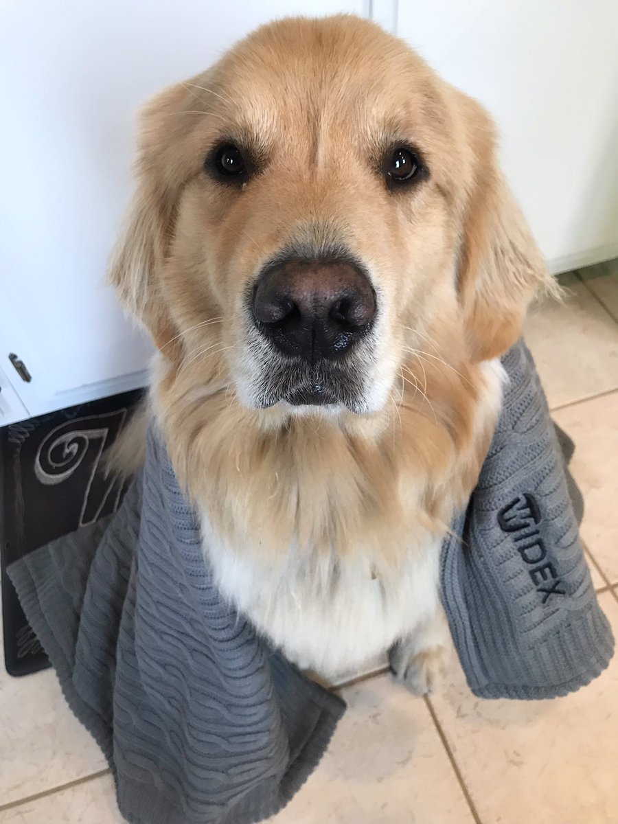 #coveredByWidex Rex the #goldenretriever loves <a href="/widex/">WIDEX</a> Moment with PureSound ❤️