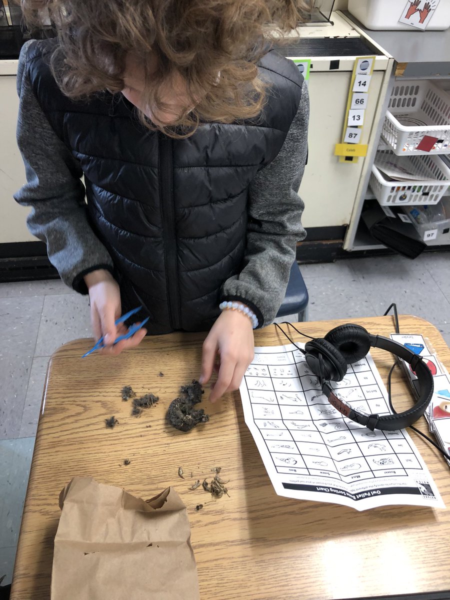 NobleQEPS's tweet photo. We loved learning about different animals and getting to dissect owl pellets from @6Weglarz. So many cool bones to uncover! #ecovisit #speced #GECDSGAINS @MDBennieBulldog https://t.co/eyXsCb0SpR