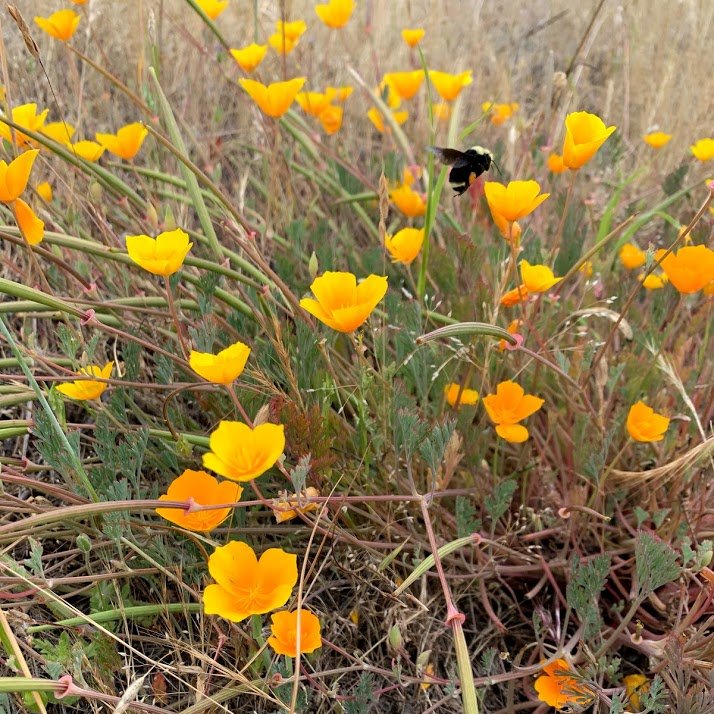 Jen Hunter (@jenhunter2010) on Twitter photo ๐จFunding opportunity! We are now accepting applications for the 2022 Simes Award, supporting research <a href="/HastingsReserve/">HastingsReserve</a>. We can fund multiple awards this year! Applications are due December 31. Link (to pdf) below...๐๐ฝ
hastingsreserve.org/William_Simes_โฆ ๐จFunding opportunity! We are now accepting applications for the 2022 Simes Award, supporting research <a href="/HastingsReserve/">HastingsReserve</a>. We can fund multiple awards this year! Applications are due December 31. Link (to pdf) below...๐๐ฝ
hastingsreserve.org/William_Simes_โฆ