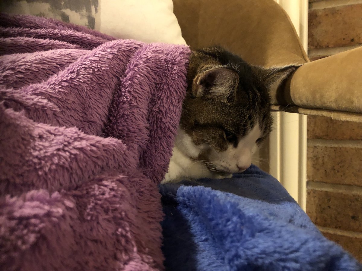 growingupzee's tweet photo. Resting after being given fluids and an anti-anemia drug.  Any followers in the NYC/Philadelphia area, please DM me.  #CatsOfTwitter https://t.co/LJnZZgIdek